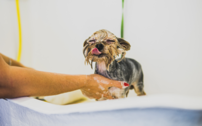 Tailoring Pet Care: How Roll Over LLC Creates Customized Care Plans