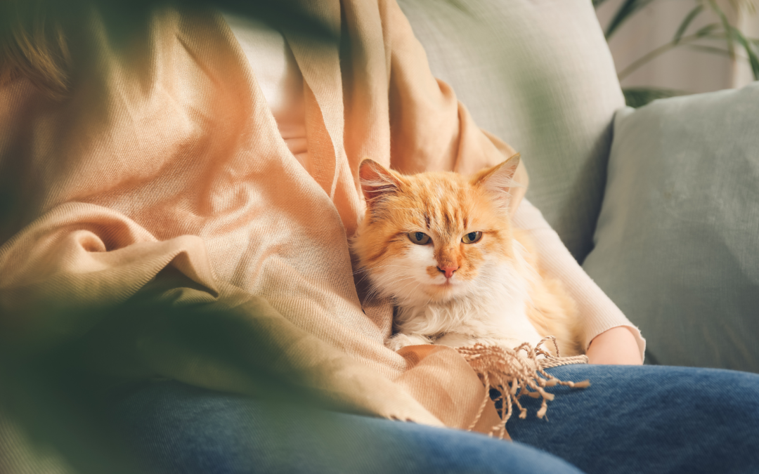 The Benefits of In-Home Pet Sitting for Your Sioux Falls Pets