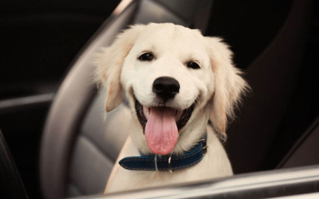 Preparing Your Pets for Safe Transportation: Roll Over LLC’s Pet Taxi Service